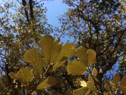 Image of Quercus sideroxyla Bonpl.