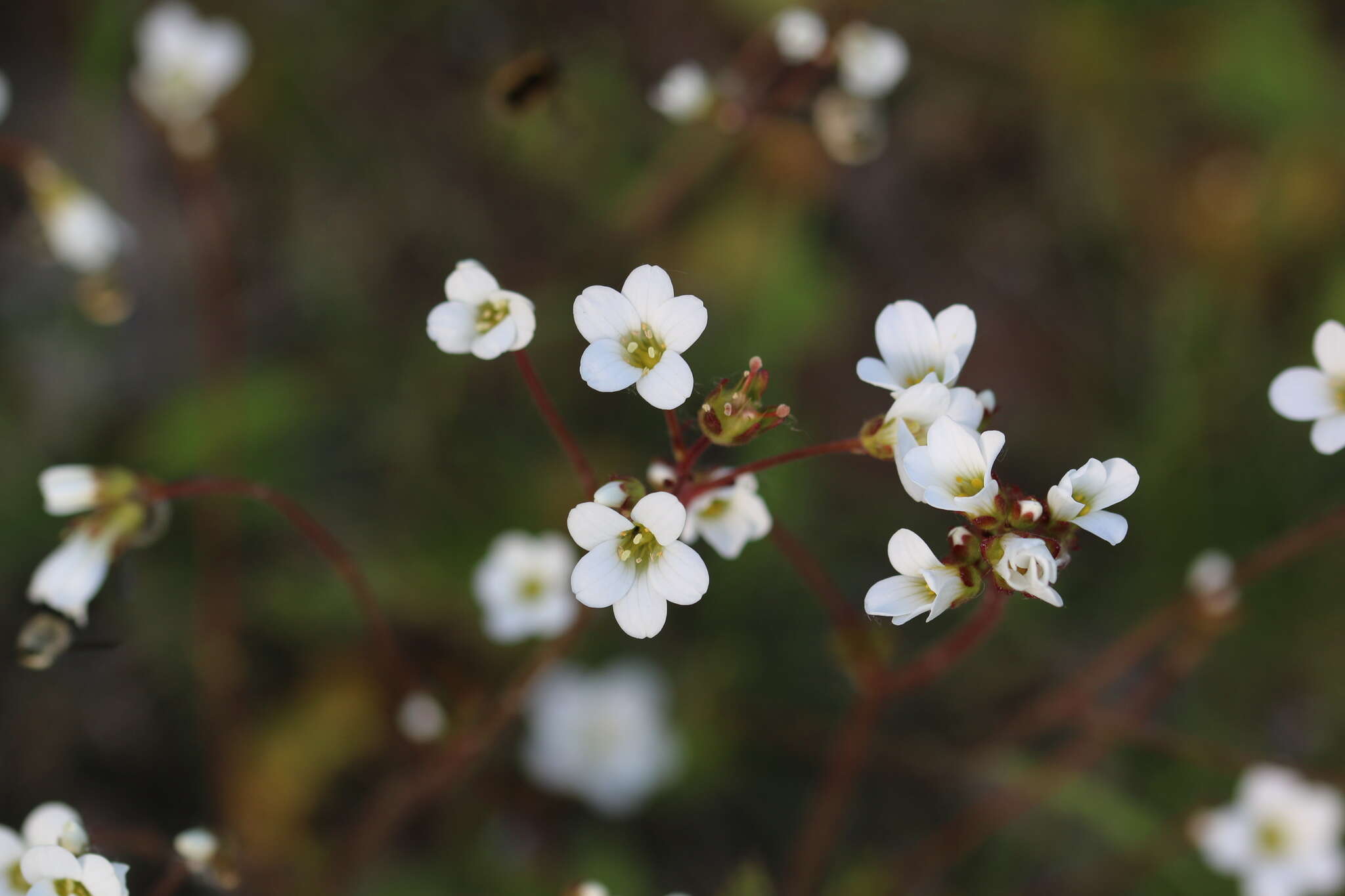 Plancia ëd Saxifraga granulata L.