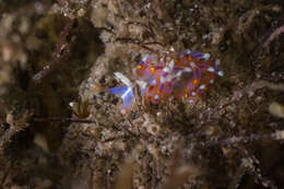 Image of four-colour nudibranch