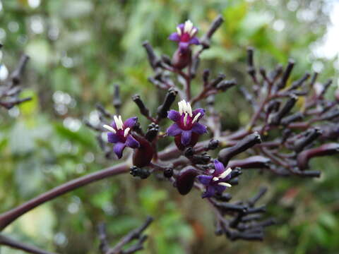 Palicourea cogolloi C. M. Taylor resmi