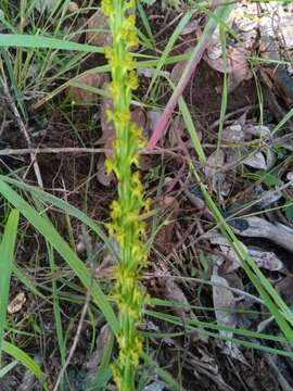 Image of Benthamia rostrata Schltr.