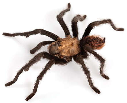 Image of Desert Blond Tarantula