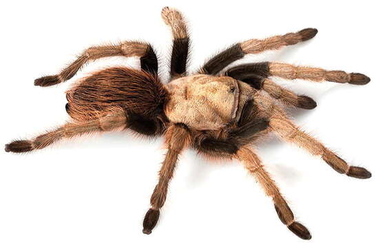 Image of Desert Blond Tarantula