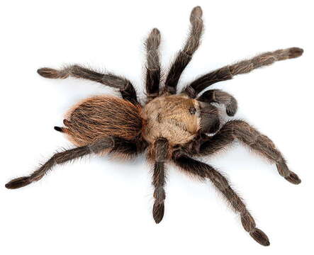 Image of Texas Brown Tarantula