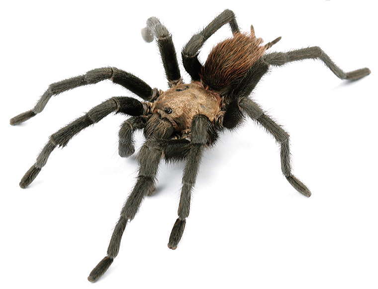 Image of Texas Brown Tarantula