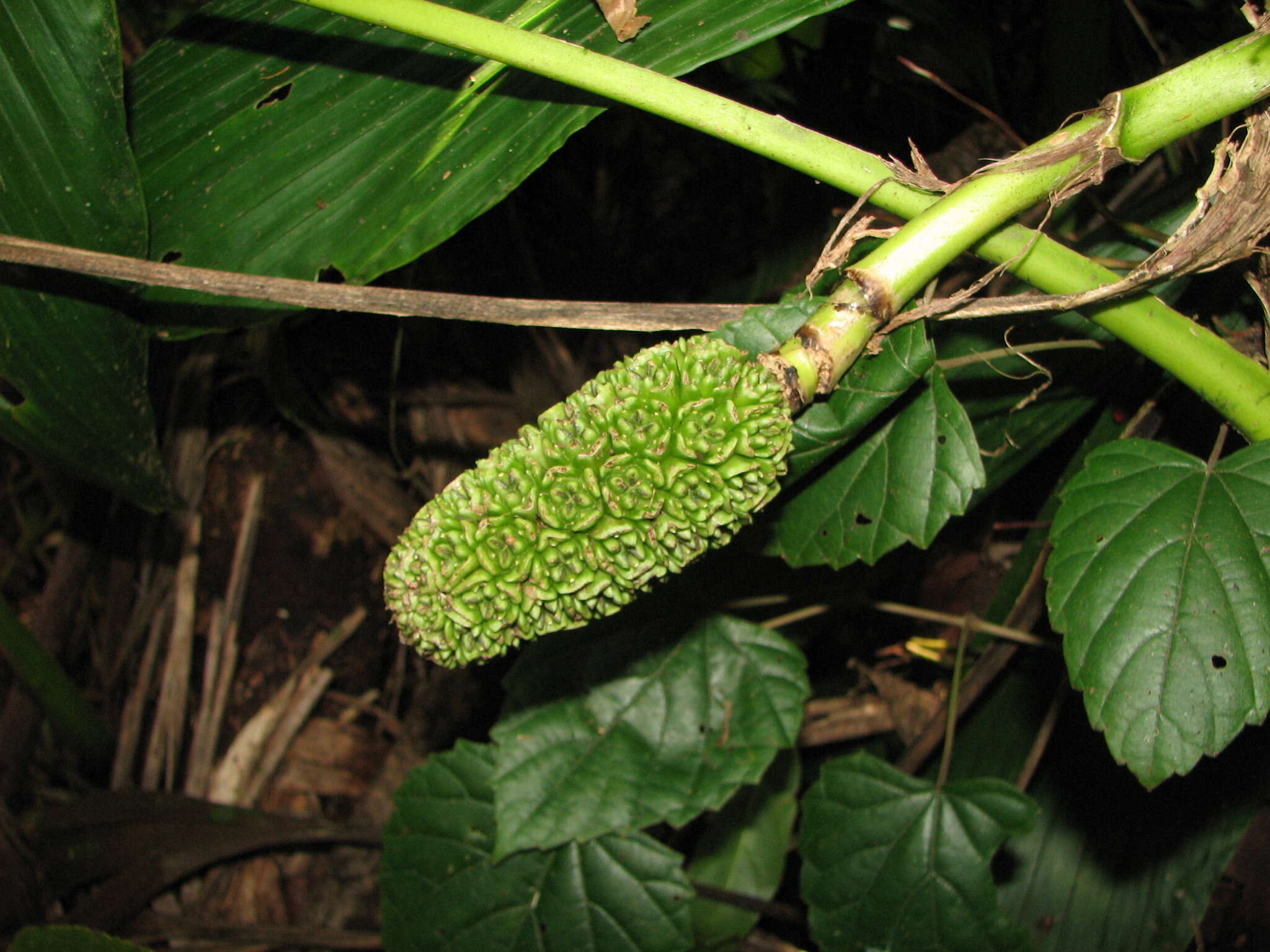 Image of Asplundia labela (R. E. Schult.) Harling