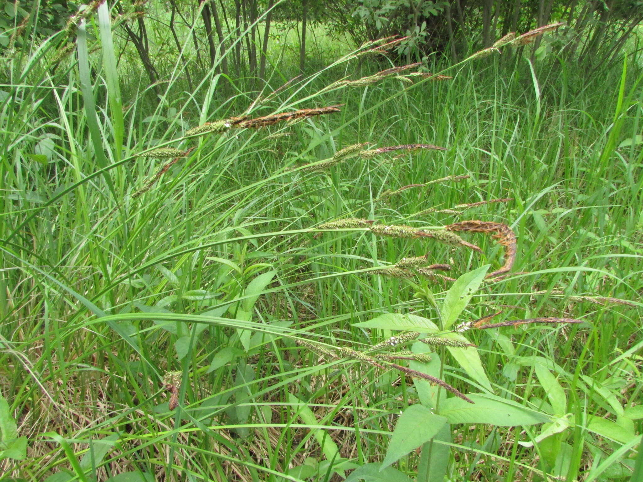 Sivun Carex elata subsp. omskiana (Meinsh.) Jalas kuva