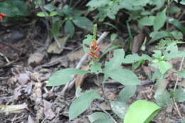 Image de Aphelandra schiedeana Cham. & Schltdl.