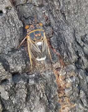 Image of Diceroprocta cinctifera (Uhler 1892)