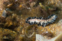 Слика од Maritigrella fuscopunctata (Prudhoe 1978)