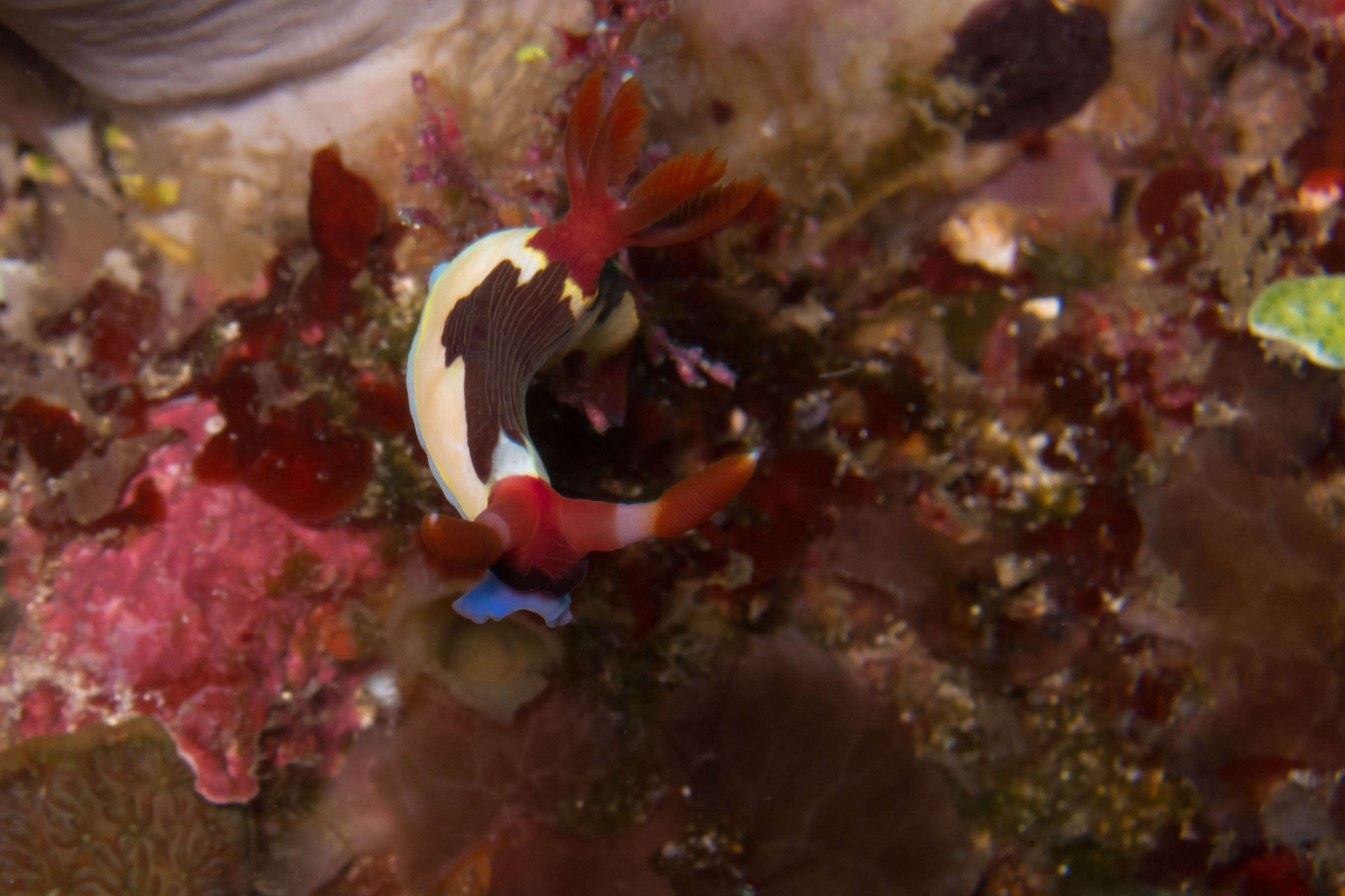 Image of Nembrotha purpureolineata O'Donoghue 1924