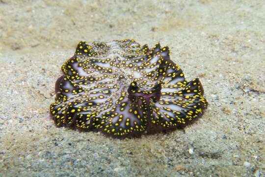 Image of Elegant flatworm