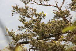 Image of Keteleeria davidiana var. formosana (Hayata) Hayata