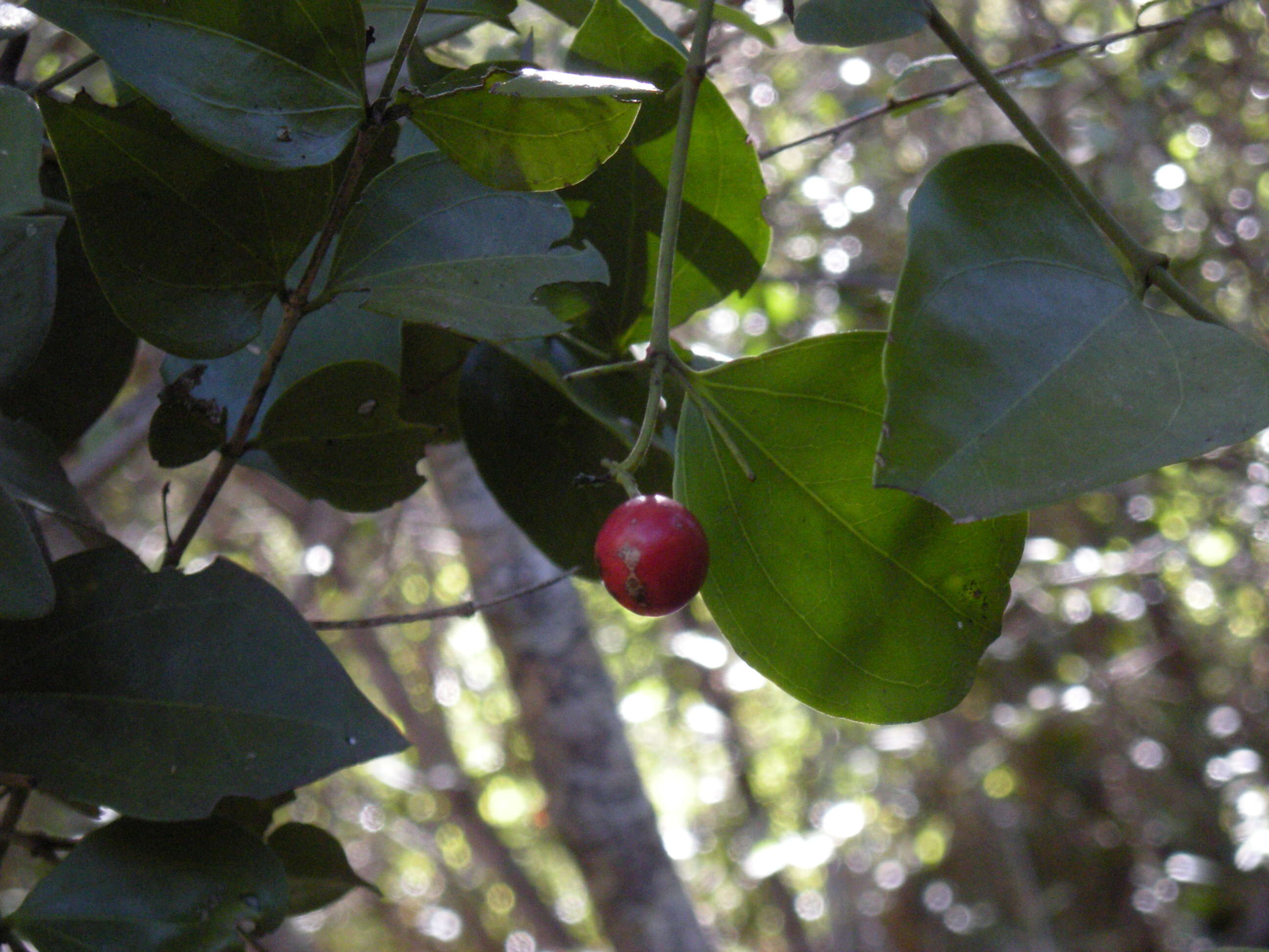 Plancia ëd Strychnos psilosperma F. Müll.