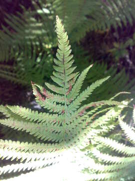 Image of ostrich fern