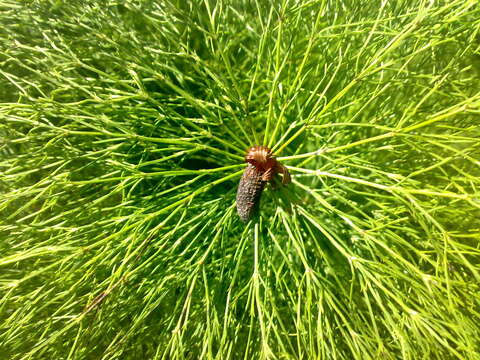 Image of Wood Horsetail