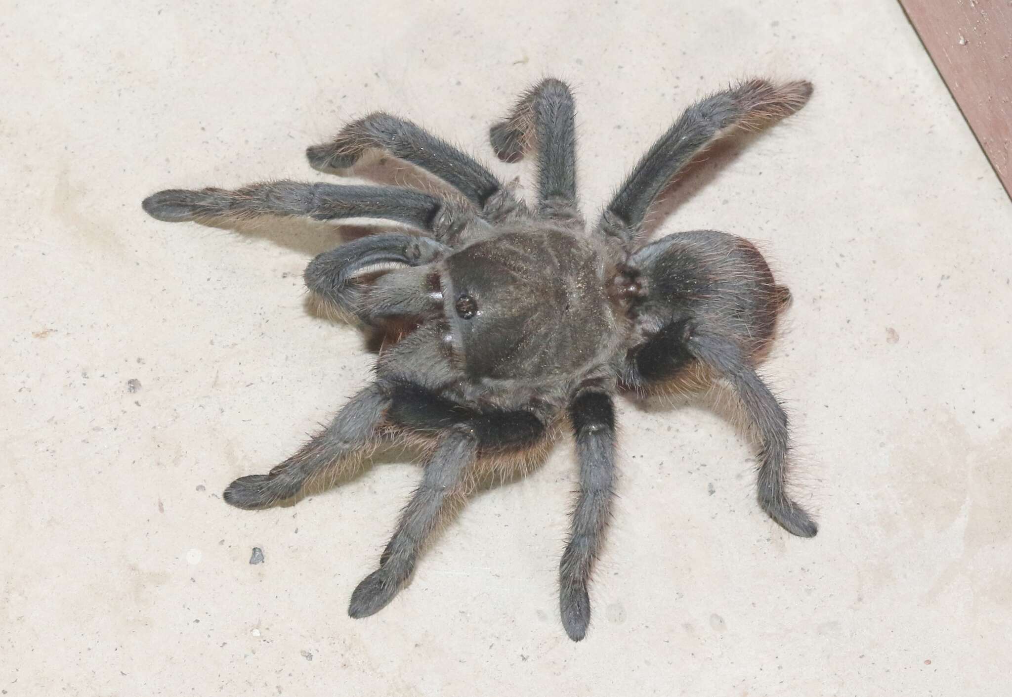 Image of Tuscan Bronze Tarantula