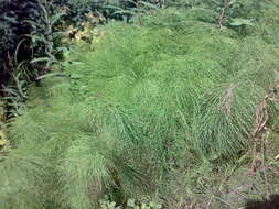 Image of Wood Horsetail