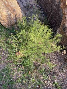 Image of Indigofera heterotricha DC.