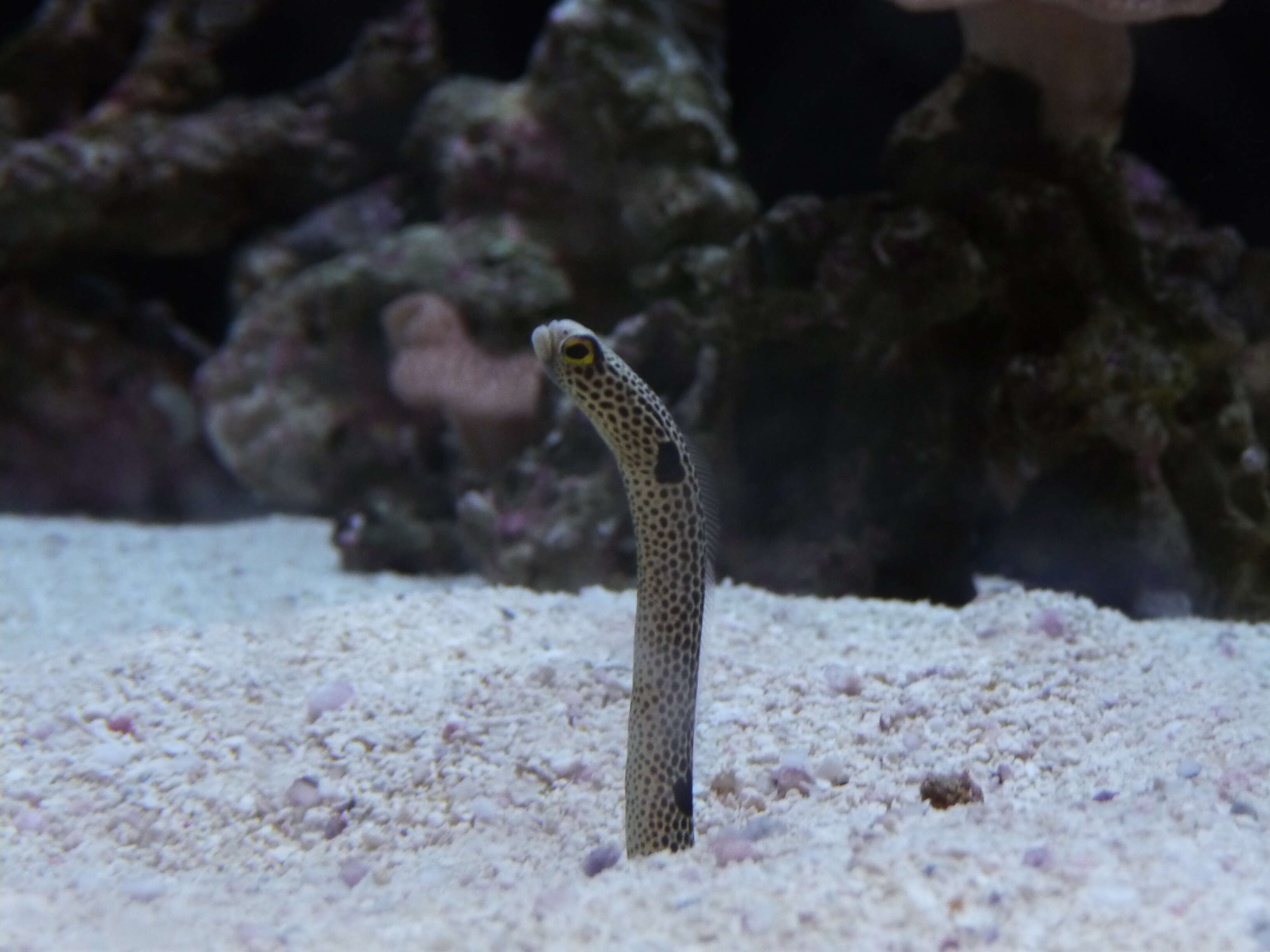 Image of Black spotted garden eel