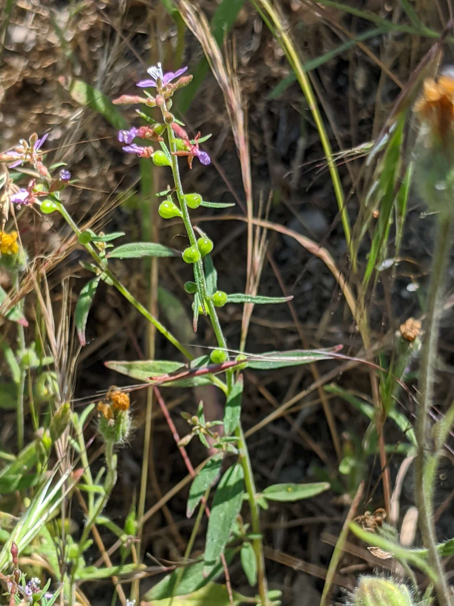 Image of mountain clarkia