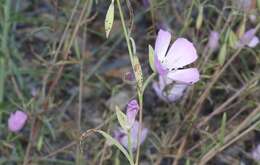 Imagem de Puccinia oenotherae Vize 1877