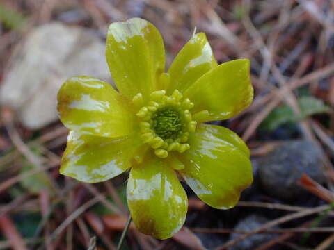 Imagem de Ranunculus monroi Hook. fil.