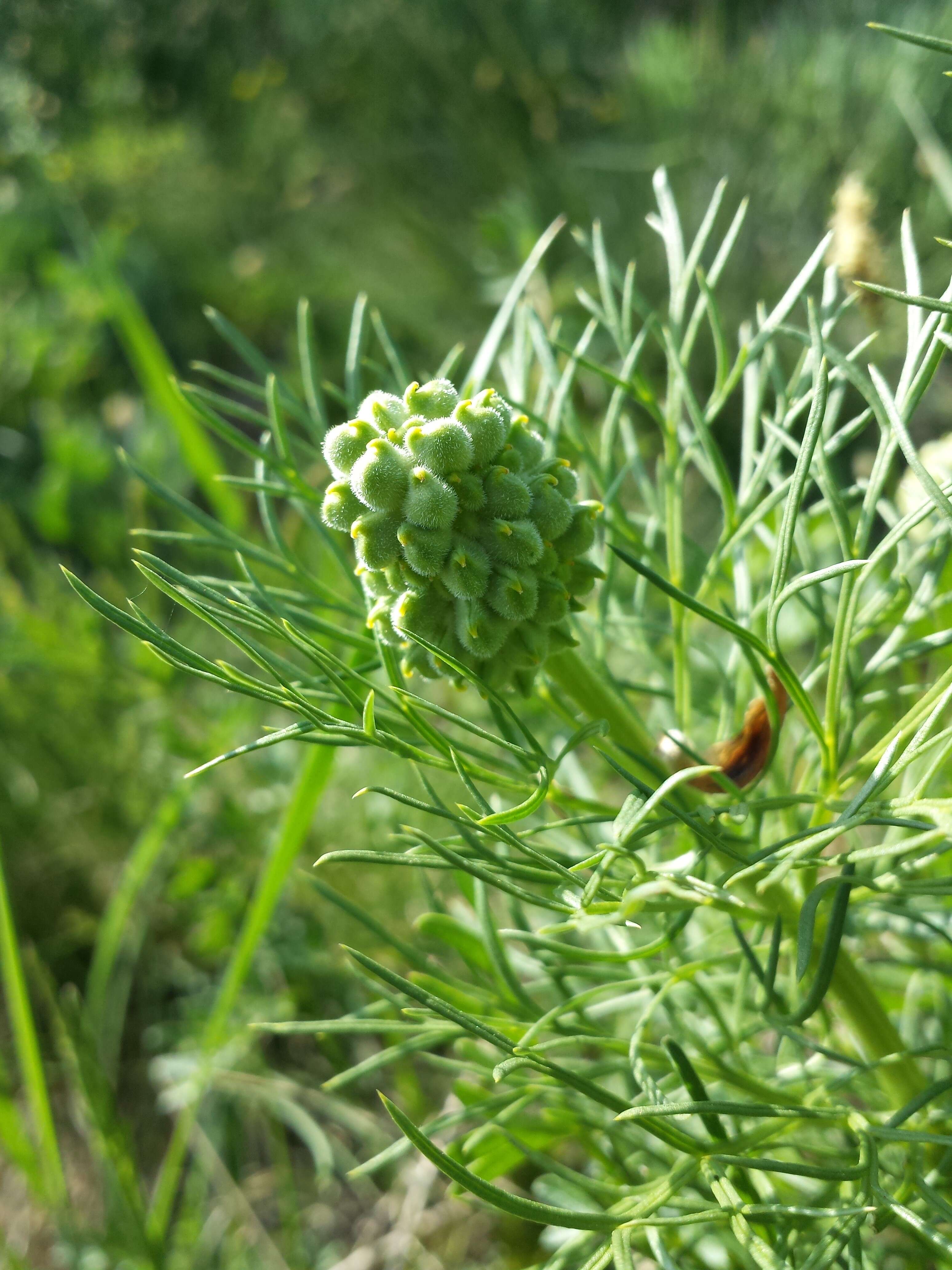 Image of false hellebore