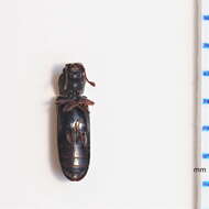 Image of Southern Lyctus Beetle