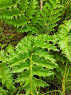 Image of Cynara tournefortii Boiss. & Reut.