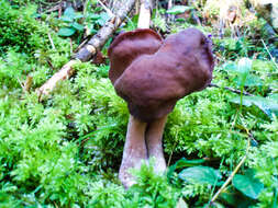 Image of Gyromitra esculenta (Pers.) Fr. 1849