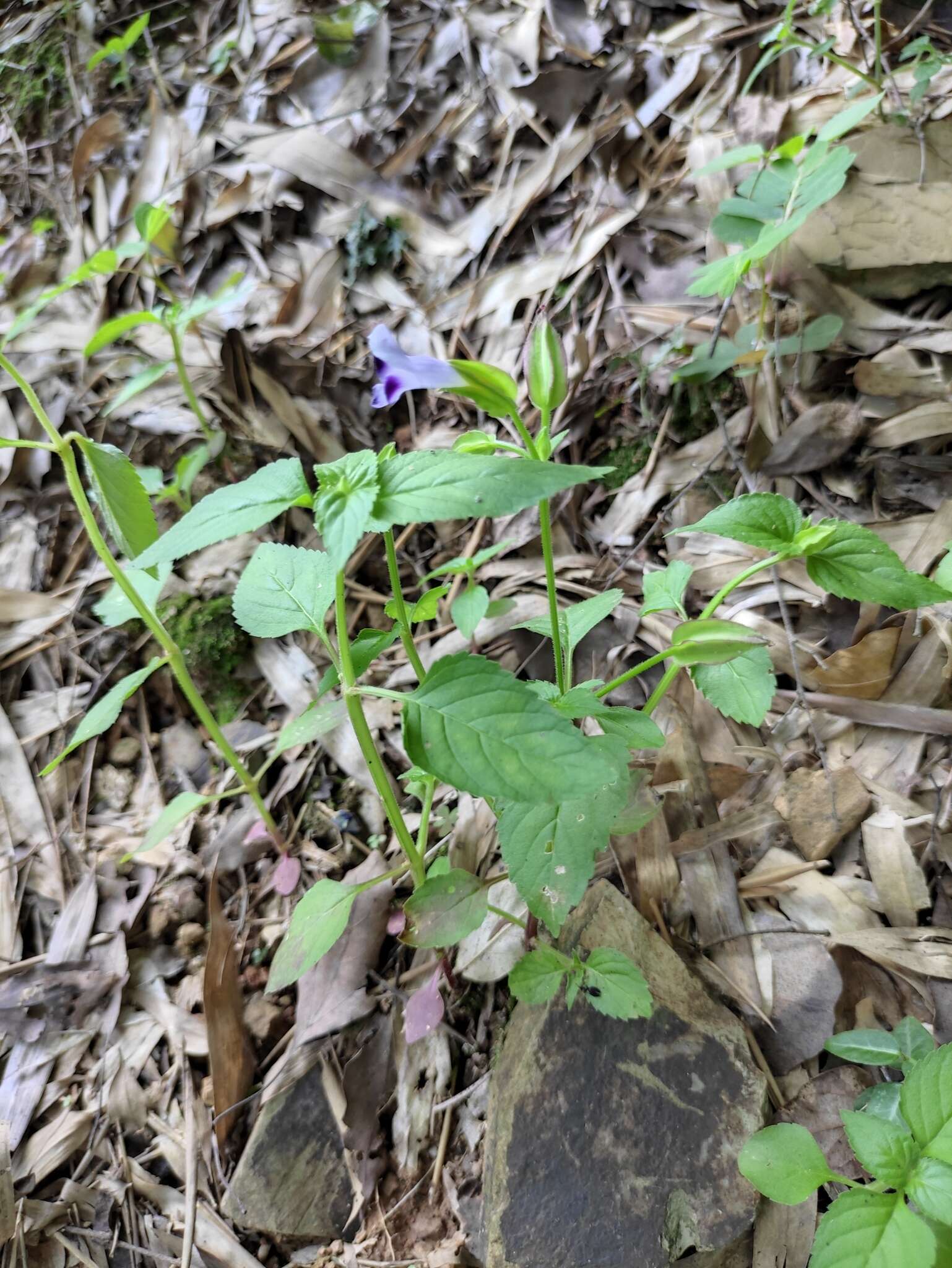 Image of Torenia violacea (Azaola ex Blanco) Pennell