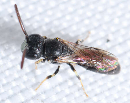 Слика од Hylaeus mesillae (Cockerell 1896)