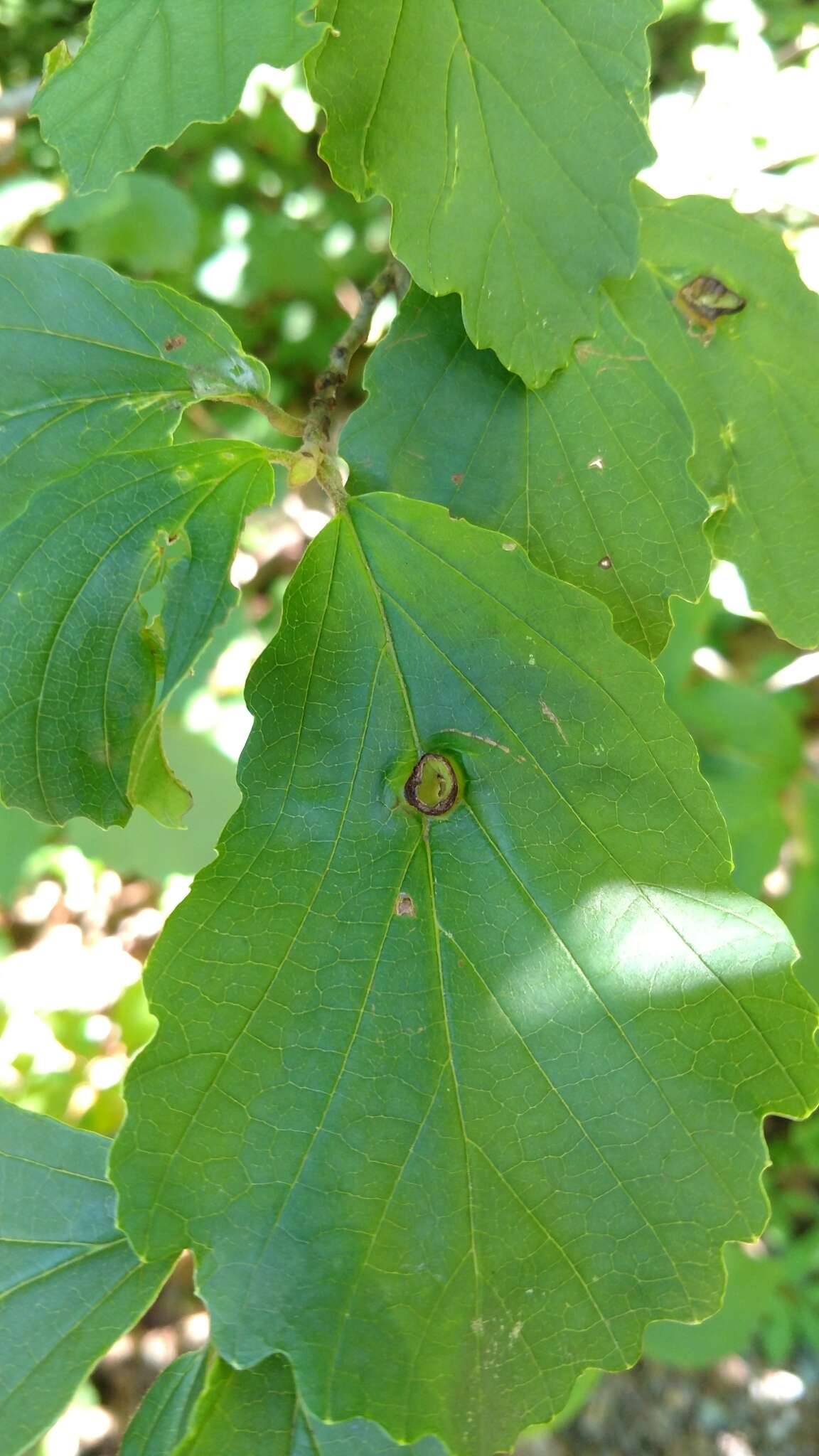 Image of Witch Hazel Cone Gall Aphid