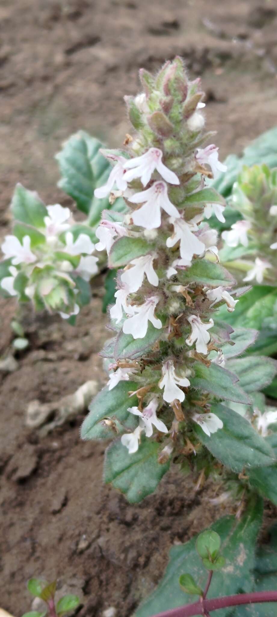 Image of Ajuga nipponensis Makino