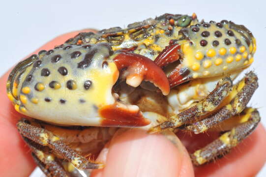 Image of warty crab