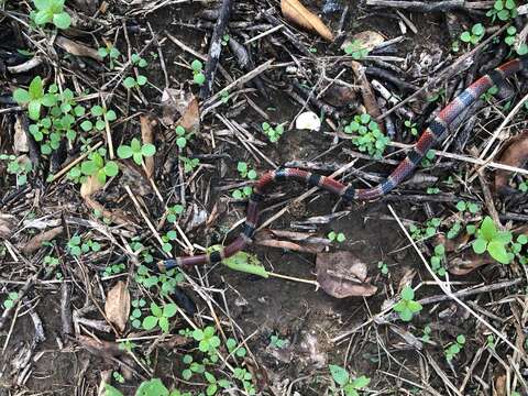 Image of Black-banded Coral Snake