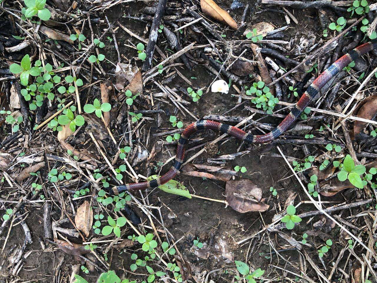 Image of Black-banded Coral Snake