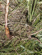 Слика од Orobanche alsatica subsp. libanotidis (Ruprecht) Pusch