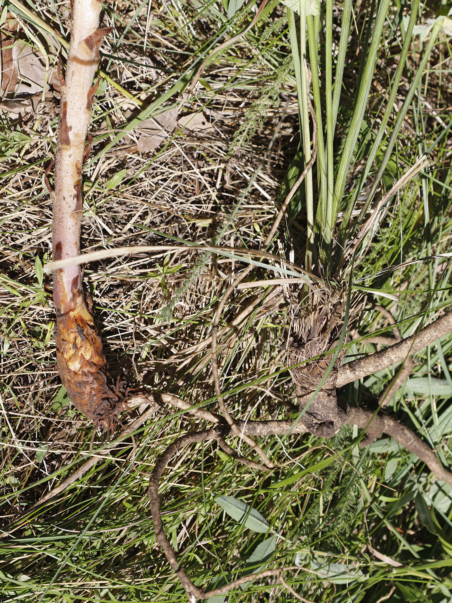 Слика од Orobanche alsatica subsp. libanotidis (Ruprecht) Pusch