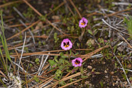 Image of Slender-Stem Monkey-Flower