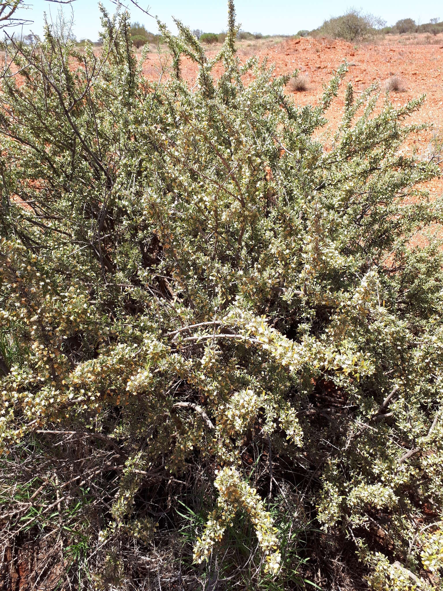 Imagem de Scaevola spinescens R. Br.