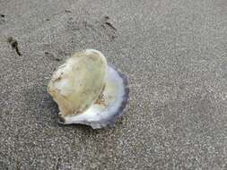 Image of Argentine flat oyster