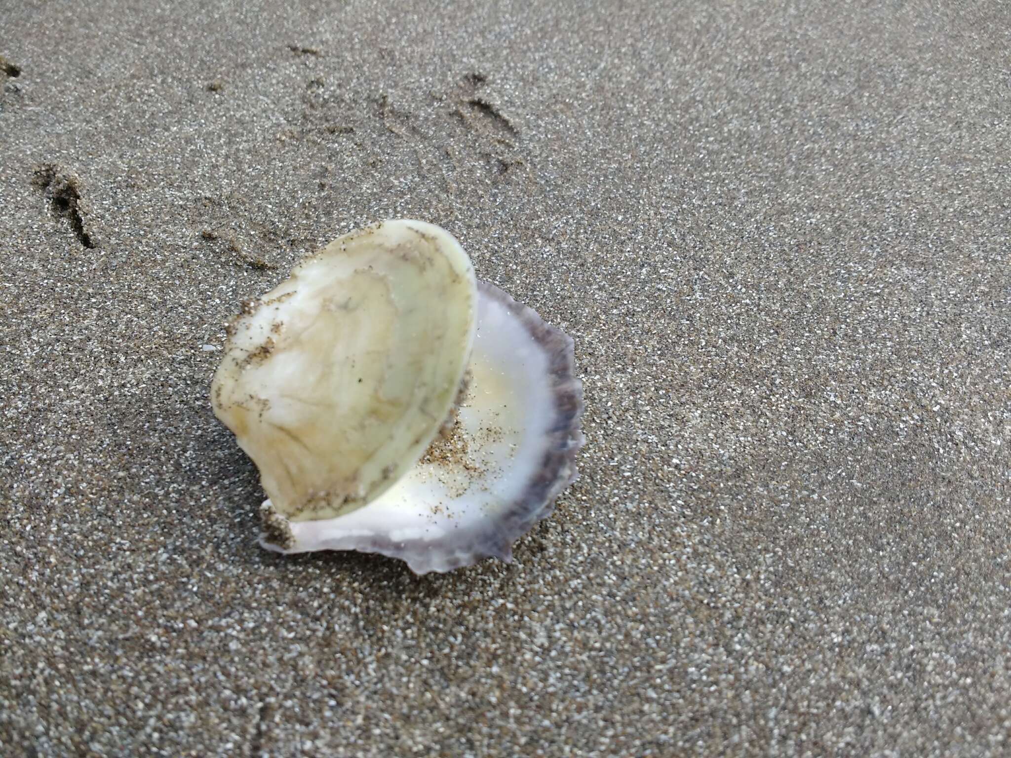 Image of Argentine flat oyster