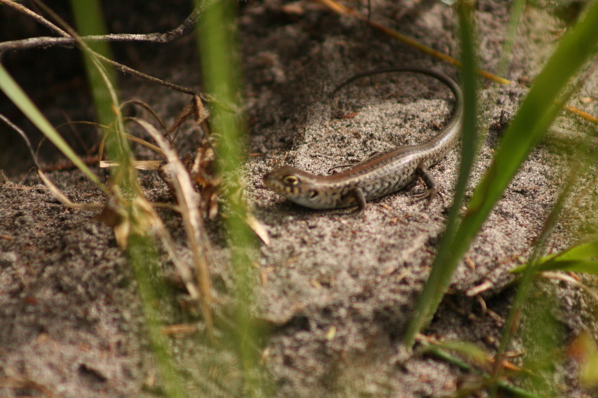 Image of South-western Rock-skink