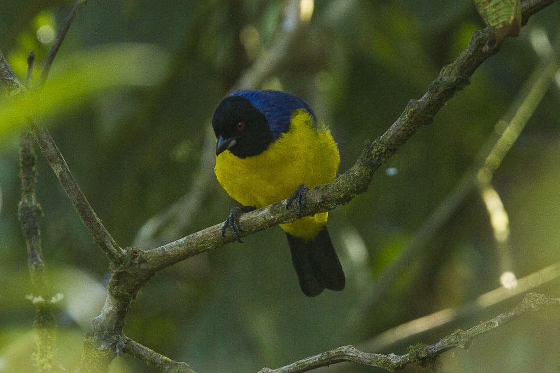 Image of Hooded Mountain Tanager