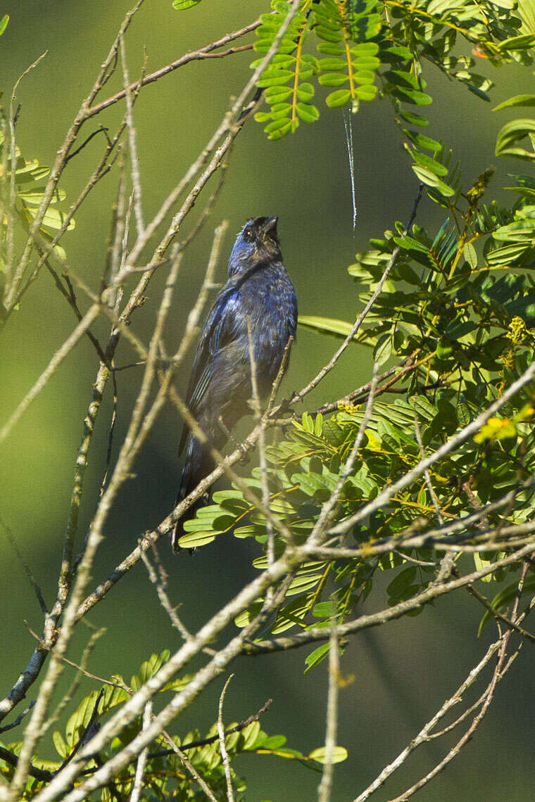 Image of Stephanophorus Strickland 1841