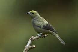 Image of Palm Tanager