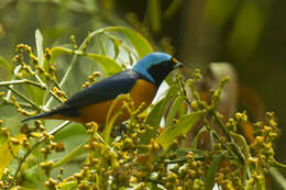 Euphonia elegantissima (Bonaparte 1838)的圖片