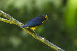 Euphonia violacea (Linnaeus 1758)的圖片